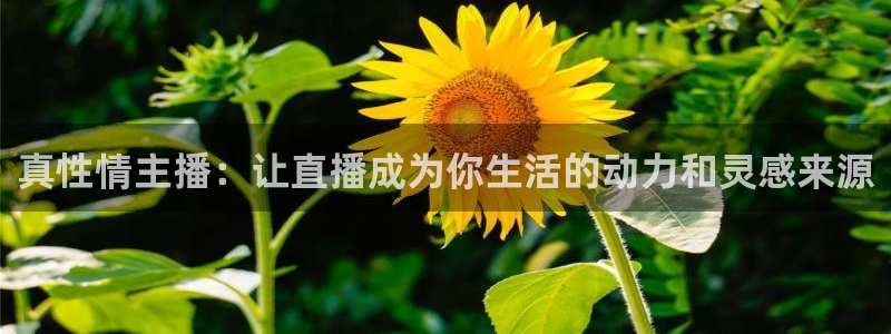 nba现场直播极速体育：真性情主播：让直播成为你生活的动力和灵感来源