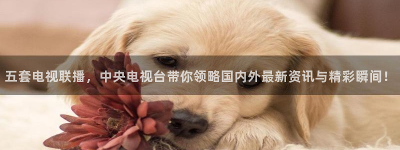 jrs低调直播极速体育：五套电视联播，中央电视台带你领略国内外最新资讯与精彩瞬间！